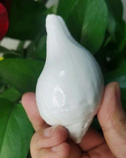 Stunning 11CM Indian Sacred Chank Shell Conch for Home and Event Decor