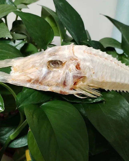 Large Authentic Armored Searobin Skull Specimen – Unique Deep Sea Fish Taxidermy Model for Science Education