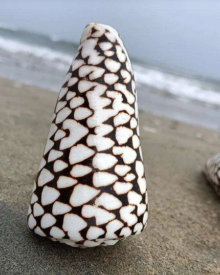 Exquisite Hebrew Marble Cone Shells - Natural Coastal Treasures for Elegant Home Decor