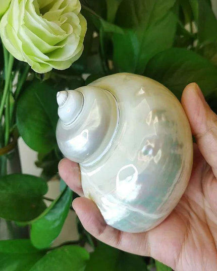 Coastal Charms: Authentic Green Turbo Imperialis Seashells for Elegant Home Decor and Creative Crafts