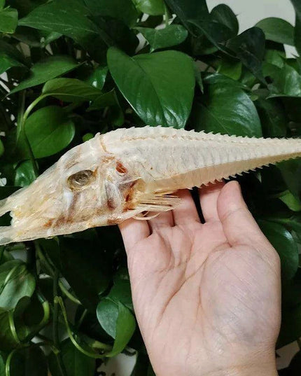 Large Authentic Armored Searobin Skull Specimen – Unique Deep Sea Fish Taxidermy Model for Science Education