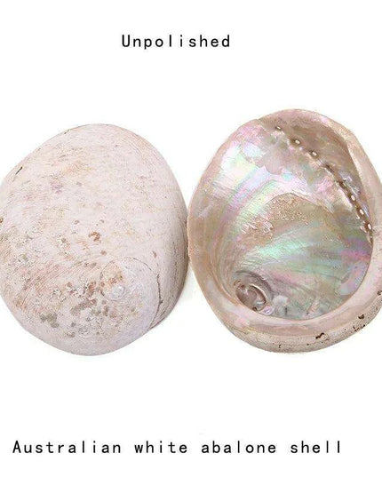 Exquisite Natural New Zealand Abalone Shells for Elegant Decor and Creative Crafts (12-16CM)