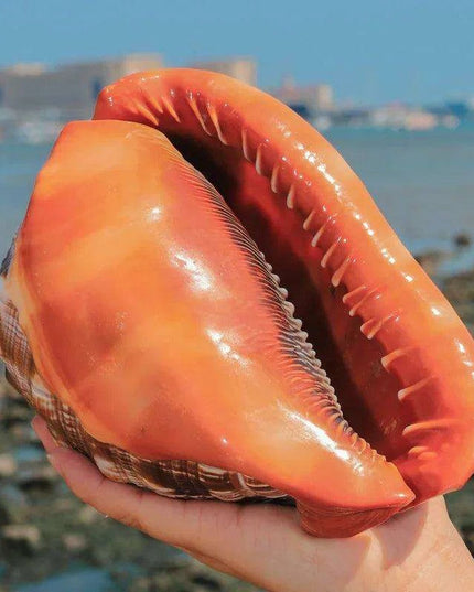 Natural Orange Bull's-mouth Helmet Conch Shells for Home and Aquatic Decor (12-17CM)