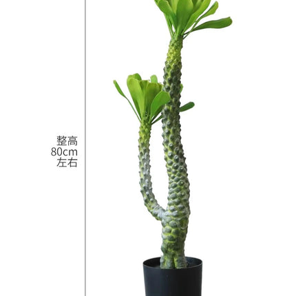 Home Decoration. 80 Characters Simulated Green Plants for Indoor Micro-landscape Decor Under Staircase the-space-under-the-staircase-is-decorated-with-simulated-green-plants-in-the-desert-creating-indoor-micro-landscape