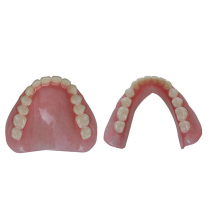 High-quality hot-selling medical dentals display model for education high-quality-hot-selling-medical-dentals-display-model-for-education