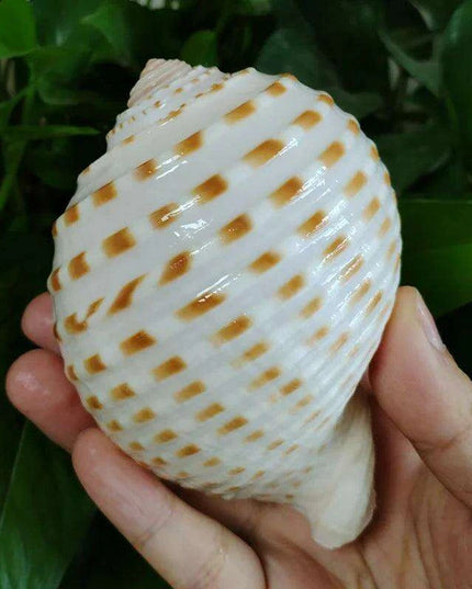Coastal Charm Natural Spotted Turbo Seashells for Hermit Crabs & Home Decor (8-10cm)