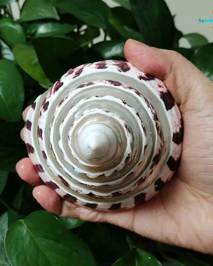 Large Commercial Trochus Shell with Pearl Band