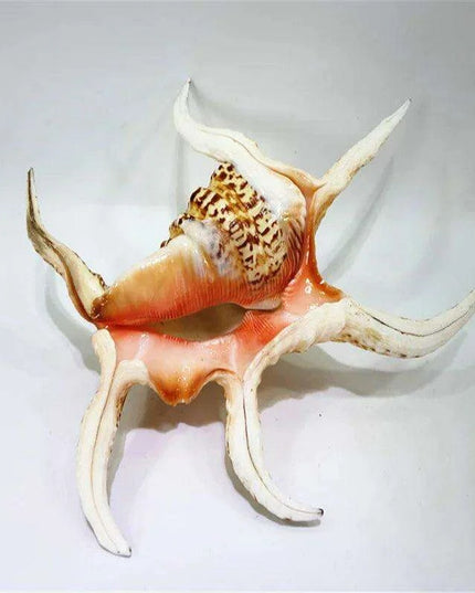 Large Natural Chiragra Spider Conch Shell for Aquarium and Home Decor - Unique Handmade Ornaments