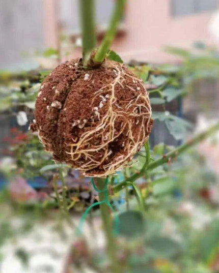 Clear Propagation Sphere for High-Pressure Grafting - Available in 5cm, 8cm, and 12cm Sizes