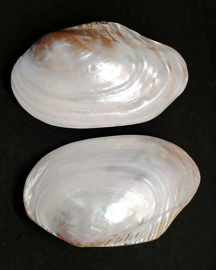 Elegant Polished Giant Oyster Shell - A Coastal Gem for Home Decor and Photography