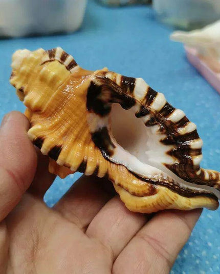 Vibrant Yellow-Orange Triton Conch Shell with Unique Black Patterns for Aquatic Decor and Photography