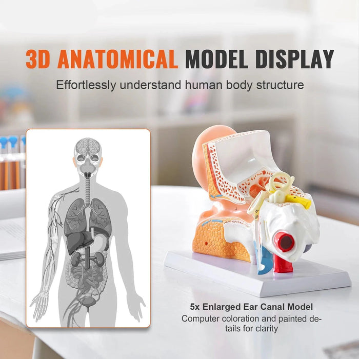 Interactive 3D Enlarged Human Ear Anatomy Model - Educational Tool with Detachable Parts for In-Depth Physiological Learning