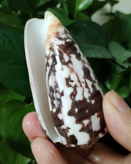 Coastal Artisan Handcrafted Conch Shell Snail - Decorative Home Accent 8CM-10CM