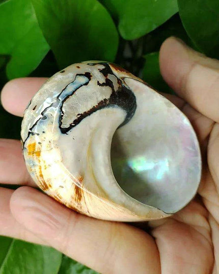 Brown Jade Turbo Seashells from South Africa - Ideal Homes for Hermit Crabs and Elegant Decorative Touches
