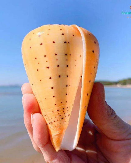 Leopard Cone Shell Décor - Authentic Lithoconus leopardus with Striking Black Spot Detailing