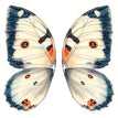 M Butterfly fabric / China Mainland