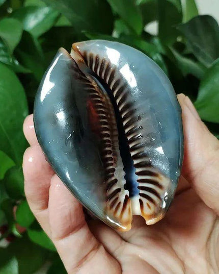 Set of 2 Authentic Cypraea Mauritiana Chocolate Cowrie Shells for Beach-Themed Decor and Crafting Activities