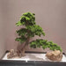 Lifelike Large Artificial Pine Bonsai Tree for Stunning Home and Garden Decor