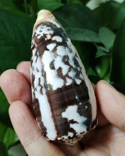 Coastal Artisan Handcrafted Conch Shell Snail - Decorative Home Accent 8CM-10CM