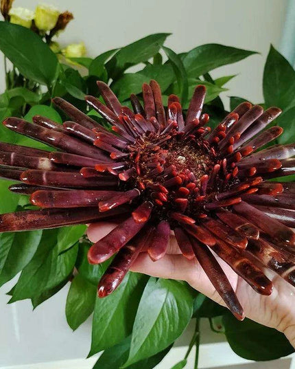 Natural Slate Pencil Urchin Seashells – Large 21-25CM