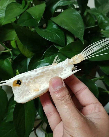 Genuine Starry Handfish Skull Specimen - 15 CM Deep-Sea Taxidermy Model for Education and Display