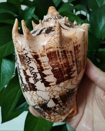 Elegant Imperial Volute Seashell Cymbiola Imperialis - Perfect for Coastal Decor, Weddings, and Oceanic Displays