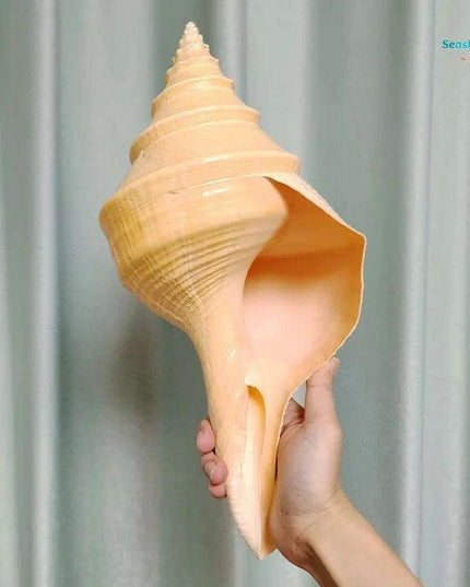 Oceanic Splendor: Australian Trumpet Shell for Unique Home Decor and Creative Projects