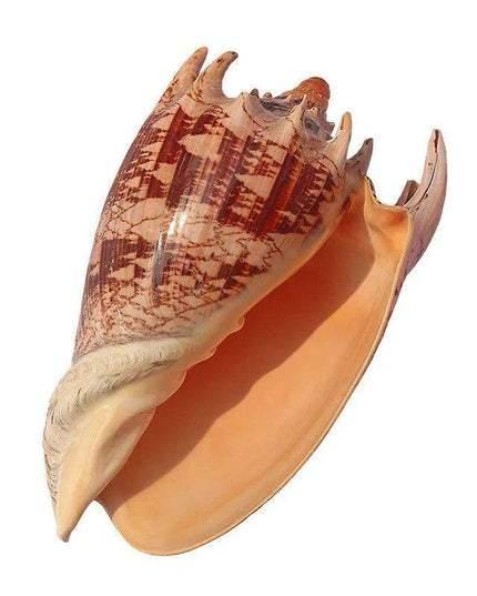 Majestic Giant Imperial Volute Seashell - Ideal Natural Accent for Coastal Decor and Aquariums