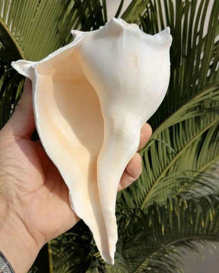 Exquisite Left-Handed Whelk Conch Shell - Unique Busycon Contrarium for Decor and Collecting