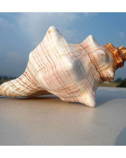 Seaside Elegance Natural Shell Trapezium Horse Conch Decor for Aquariums and Special Events