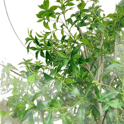 High-end horse drunk wood real plant window landscaping interior decoration tree green plants large fake tree simple landscape high-end-horse-drunk-wood-real-plant-window-landscaping-interior-decoration-tree-green-plants-large-fake-tree-simple-landscape