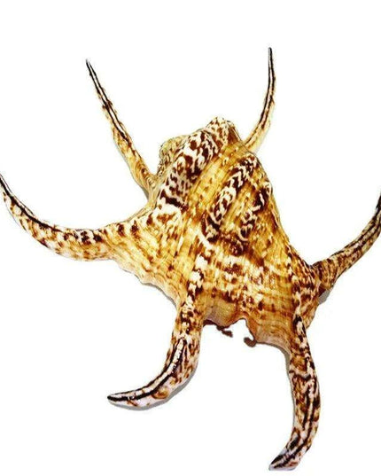 Large Natural Chiragra Spider Conch Shell for Aquarium and Home Decor - Unique Handmade Ornaments