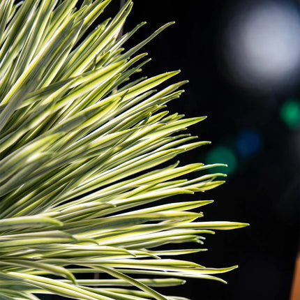Dragon’s Blood Tree Faux Indoor Floor Plant — Dense Foliage, Living Room Decor