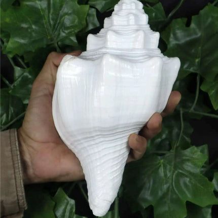 Large Natural Turbinella Angulata Conch Shell (12-20cm)