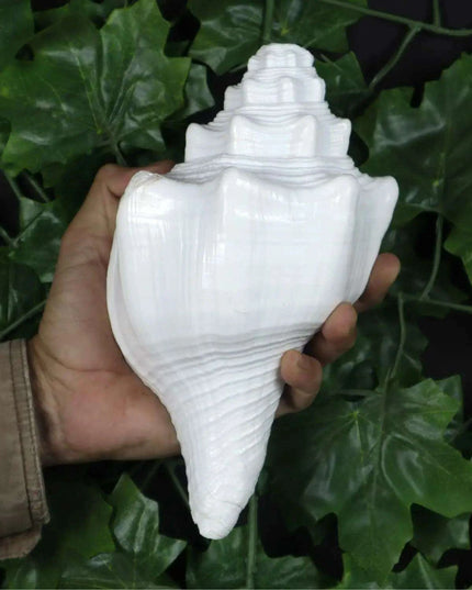 Large Natural Turbinella Angulata Conch Shell (12-20cm)