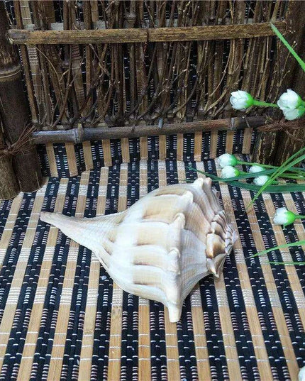 Exquisite Left-Handed Whelk Conch Shell - Unique Busycon Contrarium for Decor and Collecting