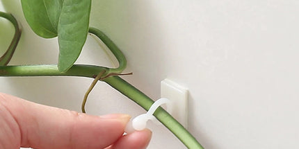 10pcs-Home Garden Plant Climbing Wall Fixture Clips Rattan Vine Fixer Self-Adhesive Plant Climbing Wall Fixed Buckle Hook 10pcs-home-garden-plant-climbing-wall-fixture-clips-rattan-vine-fixer-self-adhesive-plant-climbing-wall-fixed-buckle-hook-2