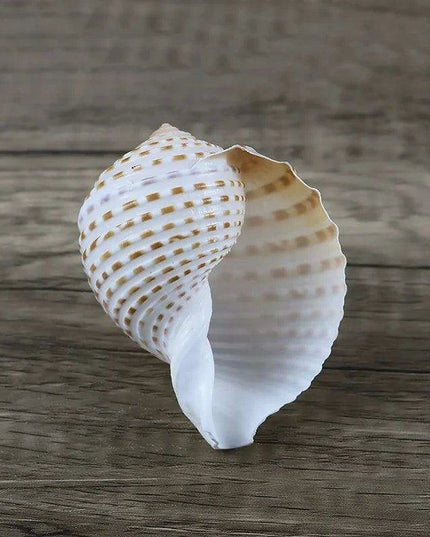 Coastal Charm Natural Spotted Turbo Seashells for Hermit Crabs & Home Decor (8-10cm)