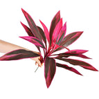 18 leaves