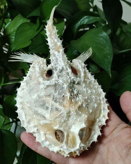 Genuine Starry Handfish Skull Specimen - 15 CM Deep-Sea Taxidermy Model for Education and Display