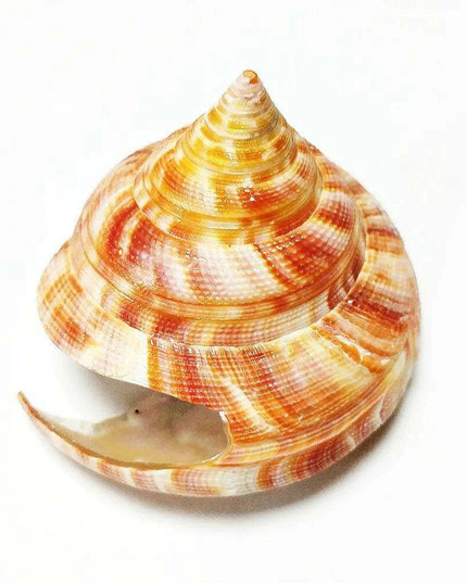 Vivid Orange Tower Conch Shell for Aquatic Decor and Creative Projects