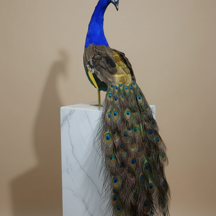 Colorful 100cm Foam & Feather Peacock Model — Realistic Decorative Gift