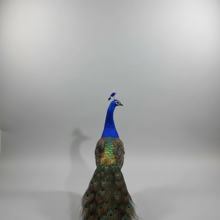 Colorful 100cm Foam & Feather Peacock Model — Realistic Decorative Gift