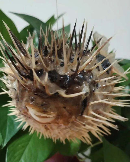 Coastal Elegance: Handmade Large Natural Pufferfish Pendant for Home Decor and Crafting