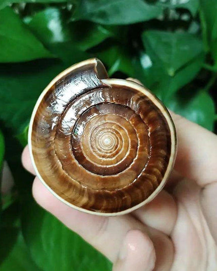 Elegant Gold-Infused Conus Striatus Shell - Ideal for Aquatic Decor, Hermit Crab Habitats, and Special Celebrations