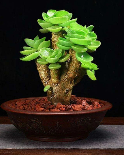 Serene Vintage Zen Purple Orchid Pot with Elegant Garden Aesthetic