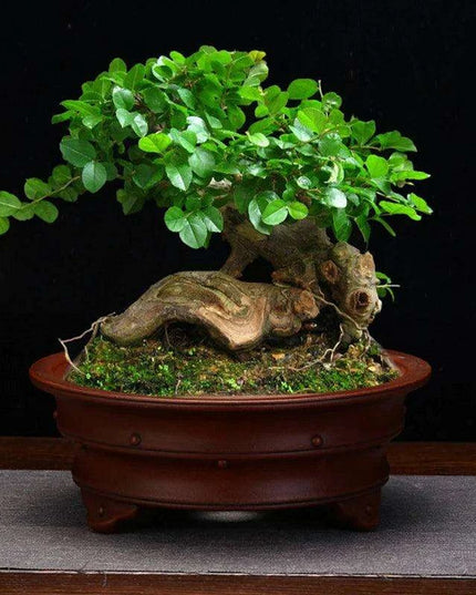 Serene Vintage Zen Purple Orchid Pot with Elegant Garden Aesthetic