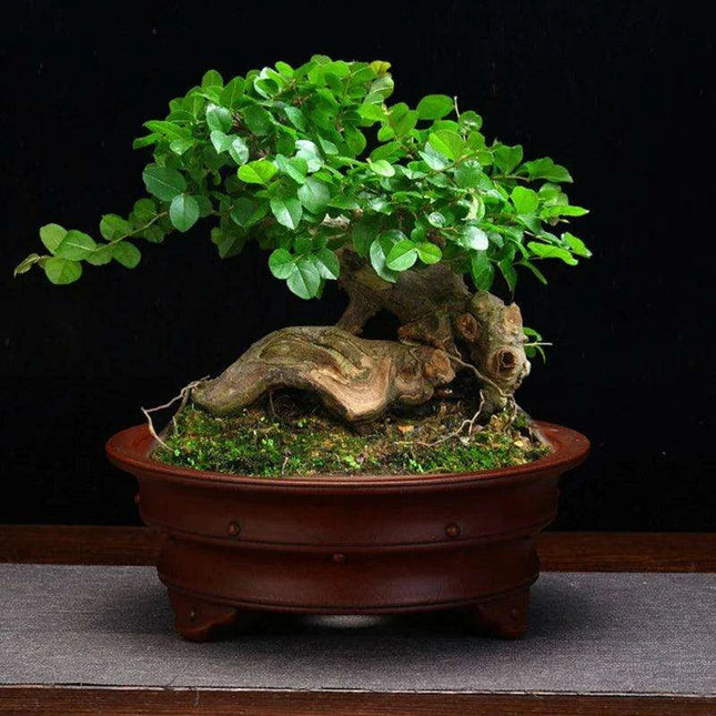 Serene Vintage Zen Purple Orchid Pot with Elegant Garden Aesthetic