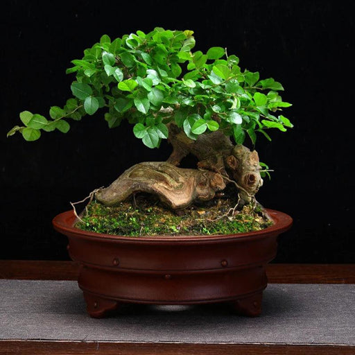 Serene Vintage Zen Purple Orchid Pot with Elegant Garden Aesthetic
