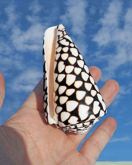 Exquisite Hebrew Marble Cone Shells - Natural Coastal Treasures for Elegant Home Decor